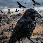 Milhares de corvos sobrevoam o céu de Israel e despertam teorias de “mau agouro” em meio a conflito com Irã